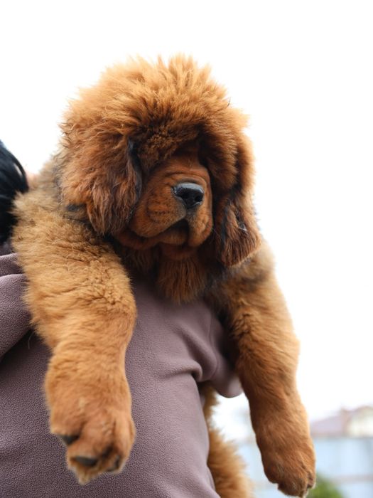 Тибетский Мастиф (мамкин кабачек) Дукс