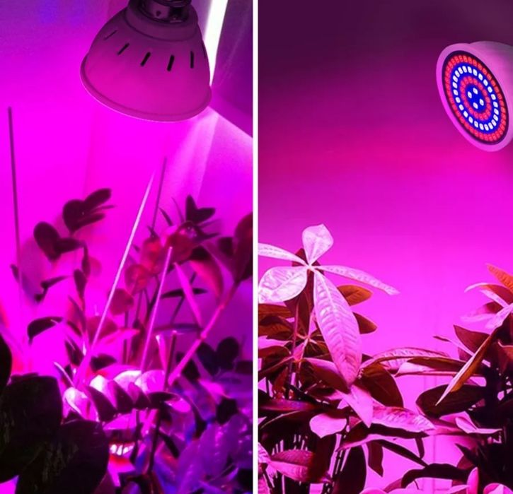 Lâmpadas para plantas - NOVAS