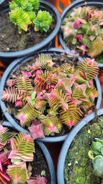 Suculentas com grande variedade