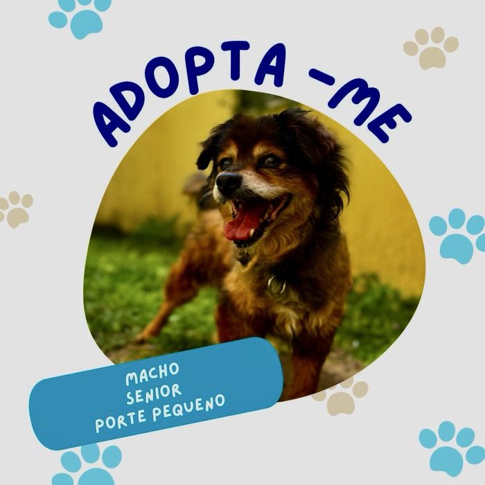 Cãozinho para adoção responsável