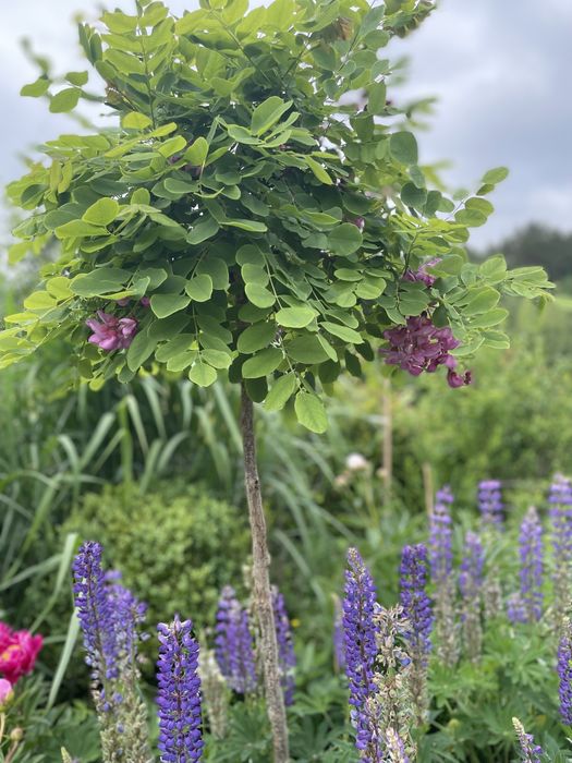 Kwiaty łubin do ogrodu donic karpy