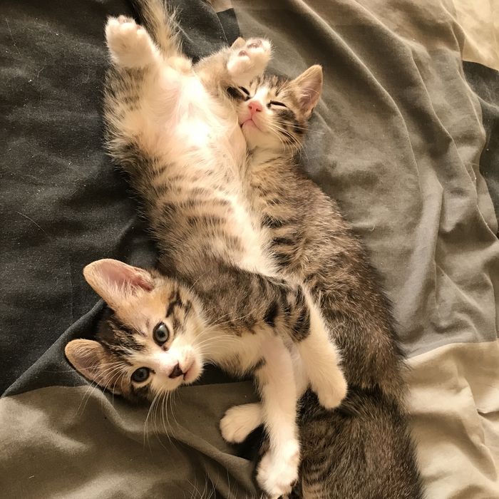 Котята в хороші руки безкоштовно