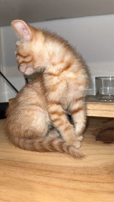 gatinho ,com um mes