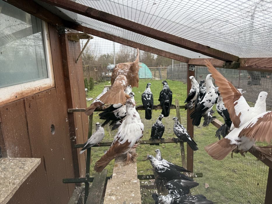 Golebie ozdobne winerki motyle wiedyny