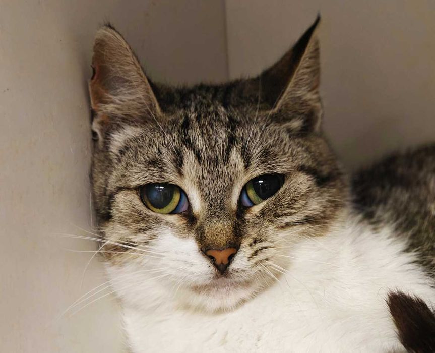 Кото-дитинка Совушка шукає дім