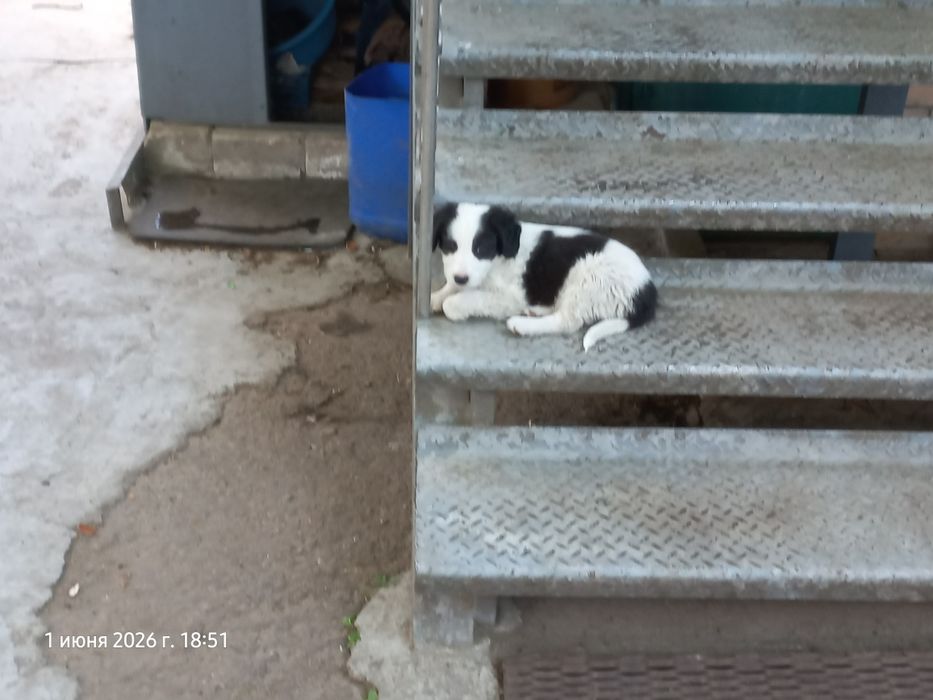 Щенки  безплатно