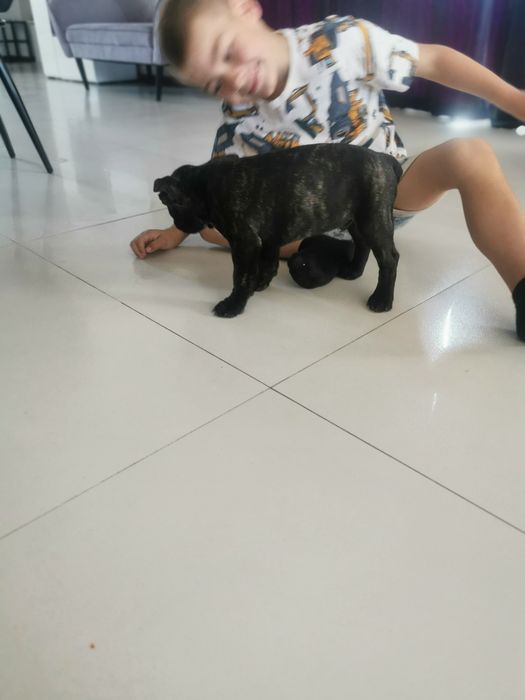 Buldog francuski