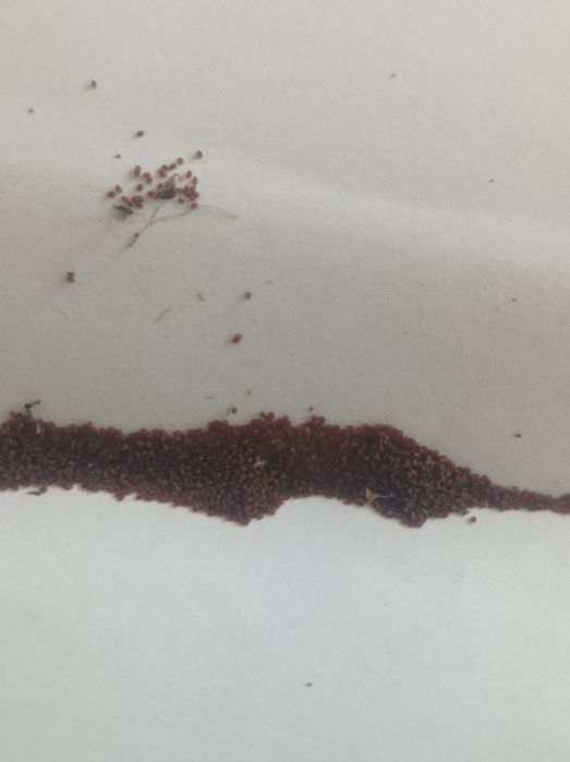 Семена глоксинии красной 10семян 10грн