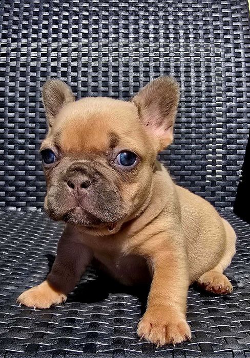 Bulldog francês Fêmea cor Blue fawn