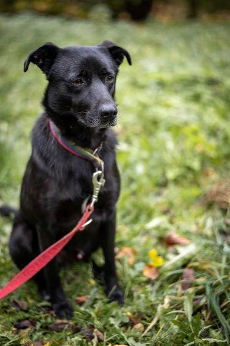 Piko został okrutnie potraktowany. Odmień jego los