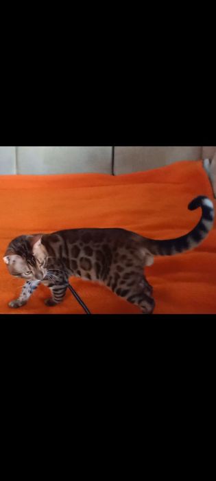 Продам шикарного бенгальского мальчика