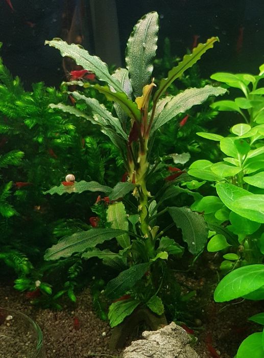 Roślinki Bucephalandra.