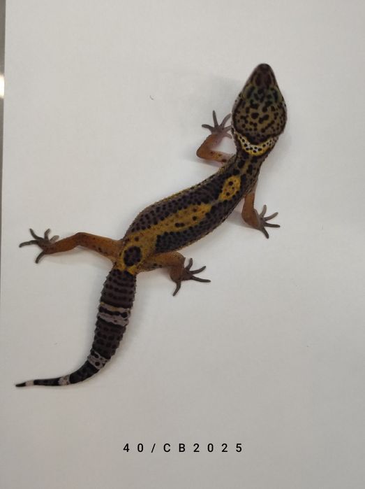 Gekon Lamparci Młode Samiczki Warszawa