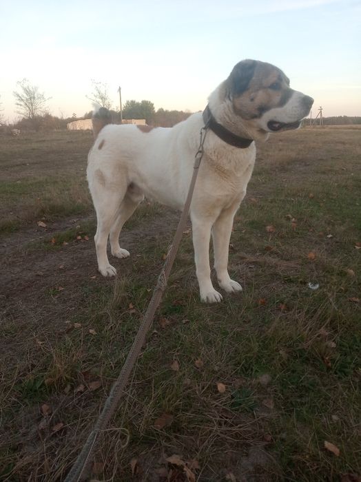 Алабай для в'язки