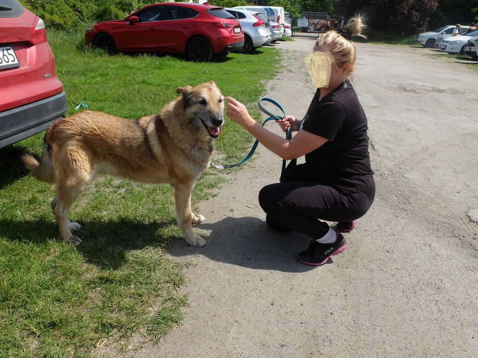 Szukasz przyjaciela na 4 lapach? Dostojny Major oczekuje na propozycje adopcji :)