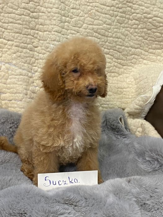 Sprzedam piękne cockapoo