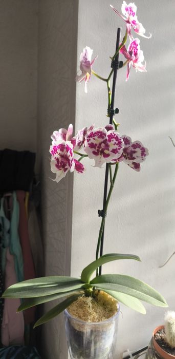 Орхідея  біг ліп