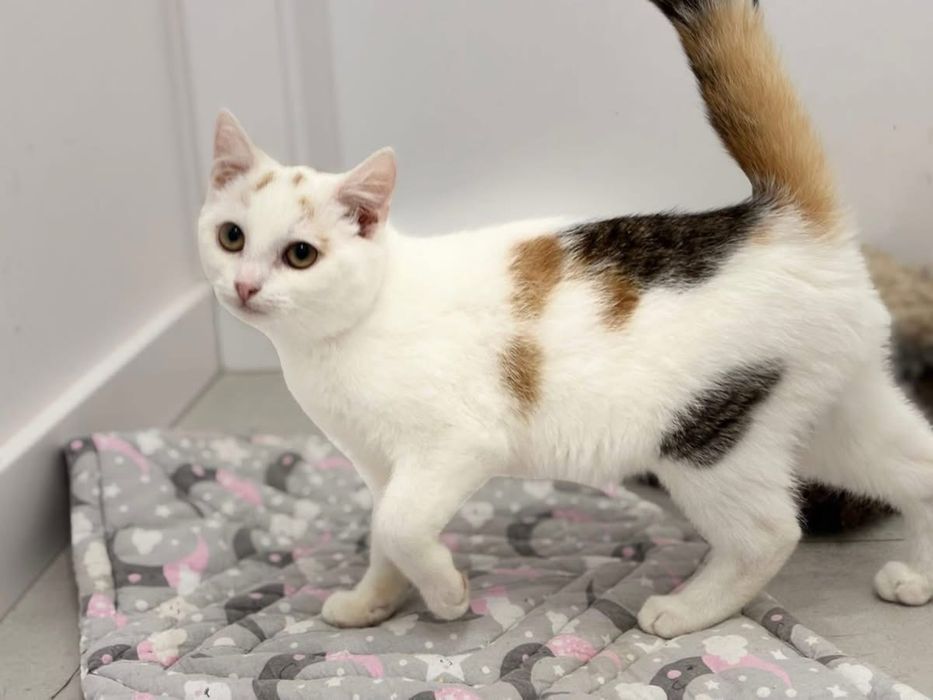 Renia - kotka do adopcji!