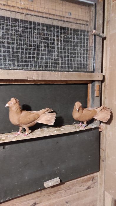 Sokoły,sokół,wysokolotne gdańskie.