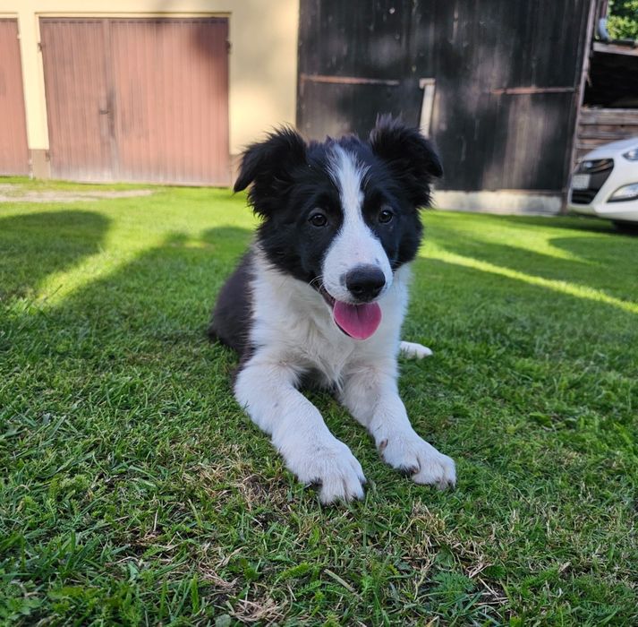 Border collie piesek