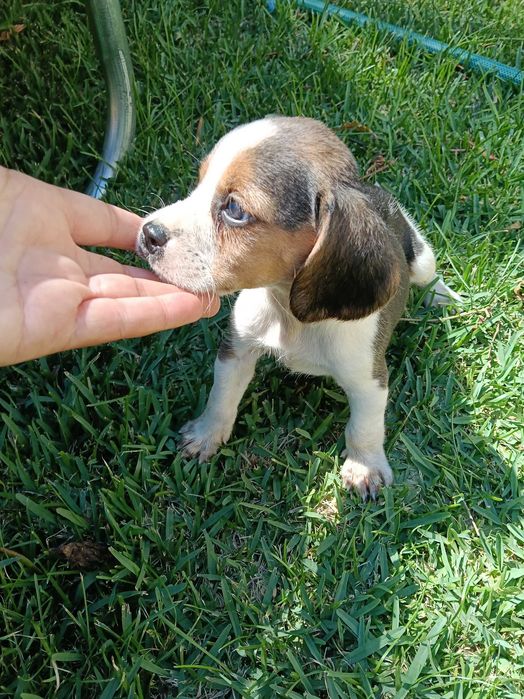 Beagle macho tricolor