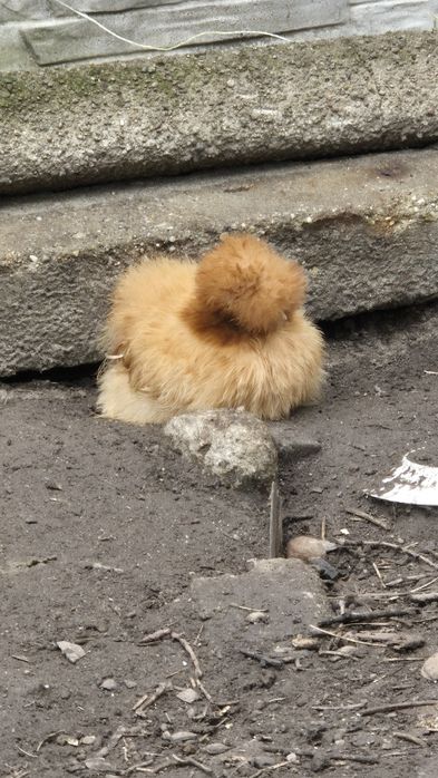 Kurki ozdobne ,Silki Sułtanki Czubatki  Serama