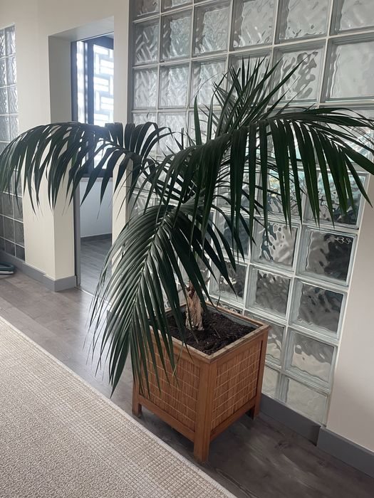 Palmeira Kentia (1,5 metro) com vaso