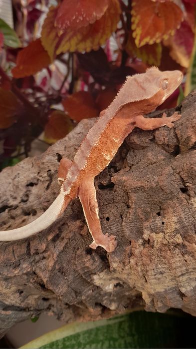 Gekon orzęsiony młody samiec red phantom lilly