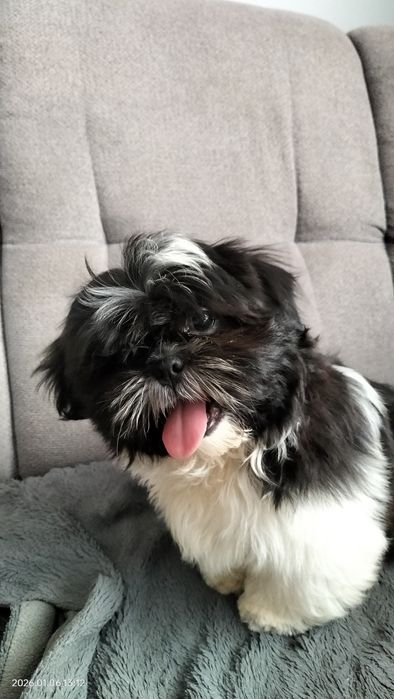 Shih Tzu piesek czarno biały