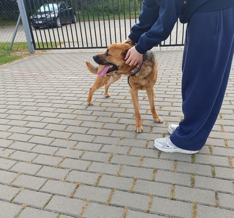 Luk2 do pilnej adopcji!