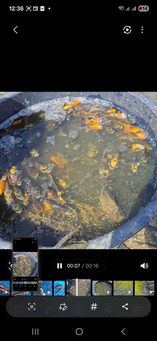 Carpas koi com 8/15 cm