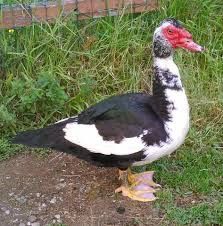 Patos mudos de varias cores