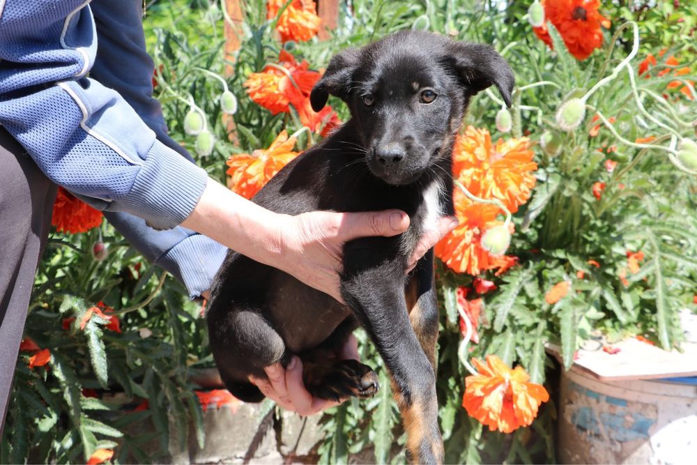 Цуценята хлопчики