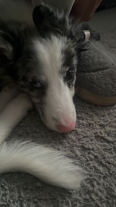 Border Collie blue merle