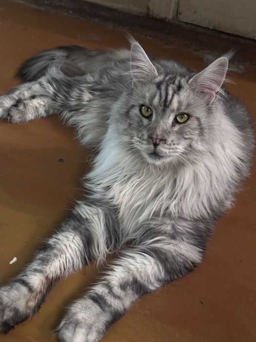 Бесплатно котик мейн кун