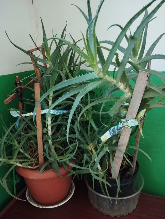 Вазон лікарський алоє