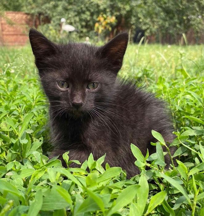 Котята порода Нибелунг