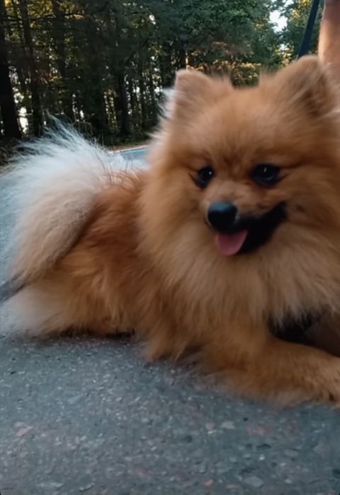 Pomeranian -Szpic miniaturowy