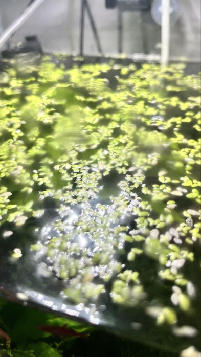 Plantas Flutuantes para aquario