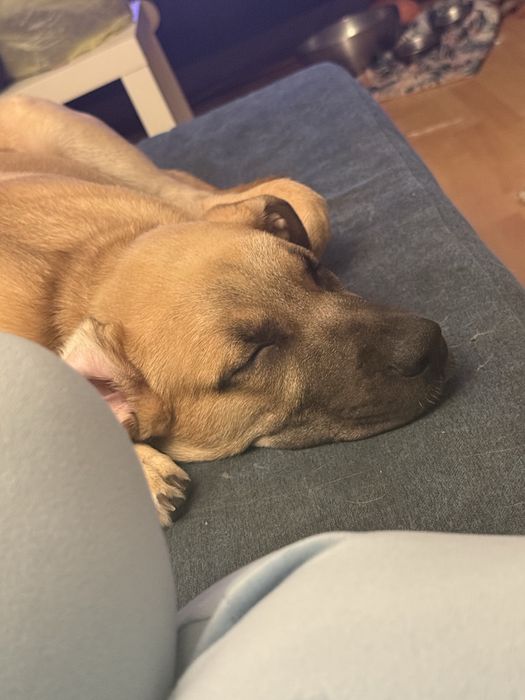 Oddam psa do adopcji