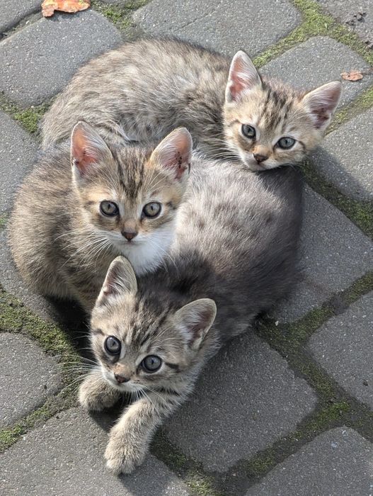 Віддам в добрі руки трьох кошенят!!!