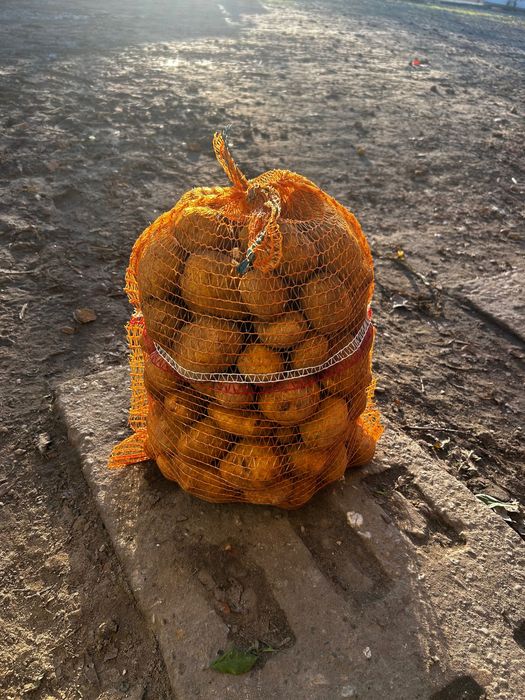 Ziemniaki jadalne melody