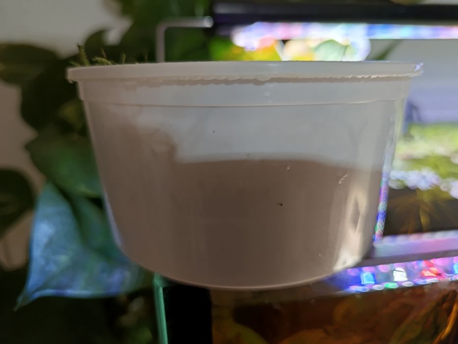 Musgo de Java (Java moss)