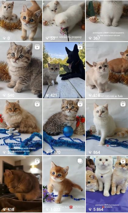 Киев  срочно новогодяя скидка котики кошечки котята британцы клубные.