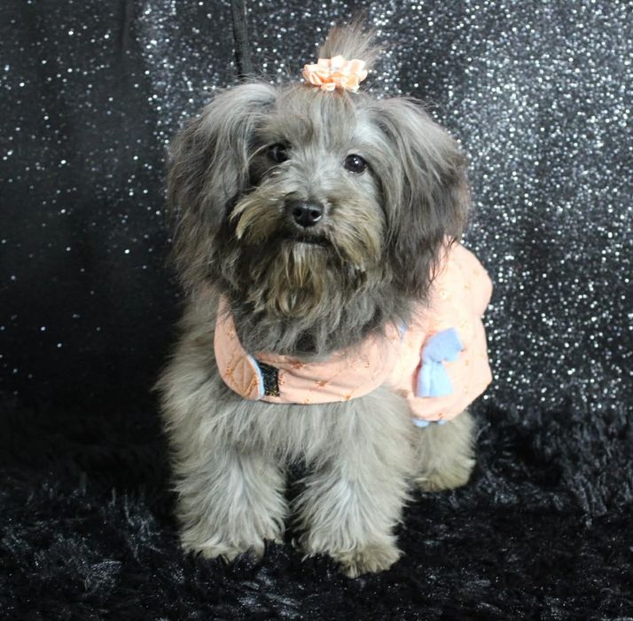 Yorkiepoo Yorkipoo nie Maltipoo cudna mikro dziewczynka suczka xxs