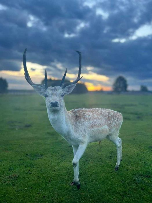 Daniele sprzedam zamienie