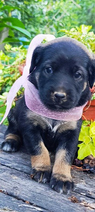 Cães recém nascidos
