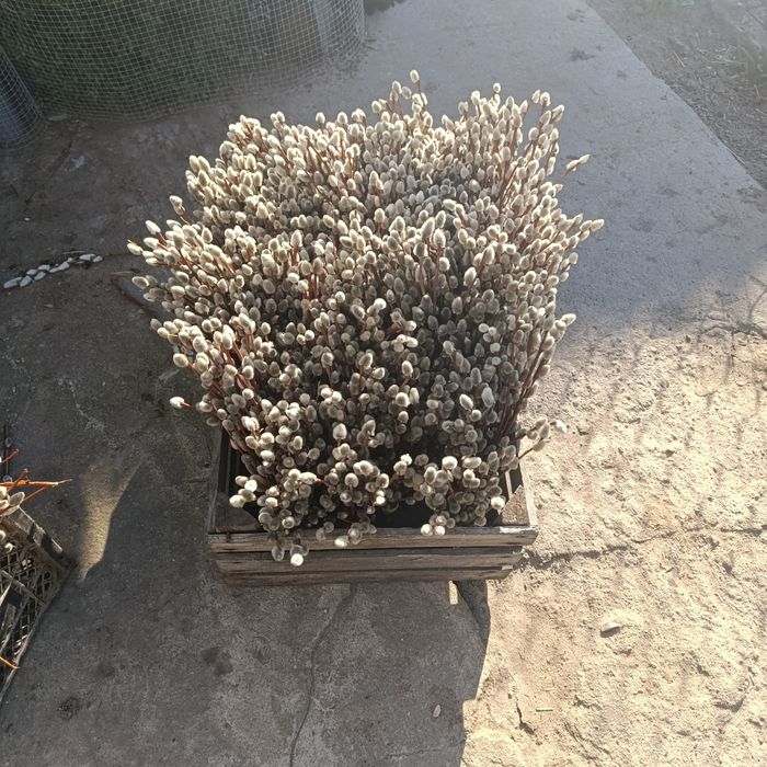 Palma wielkanocna, bazie kotki