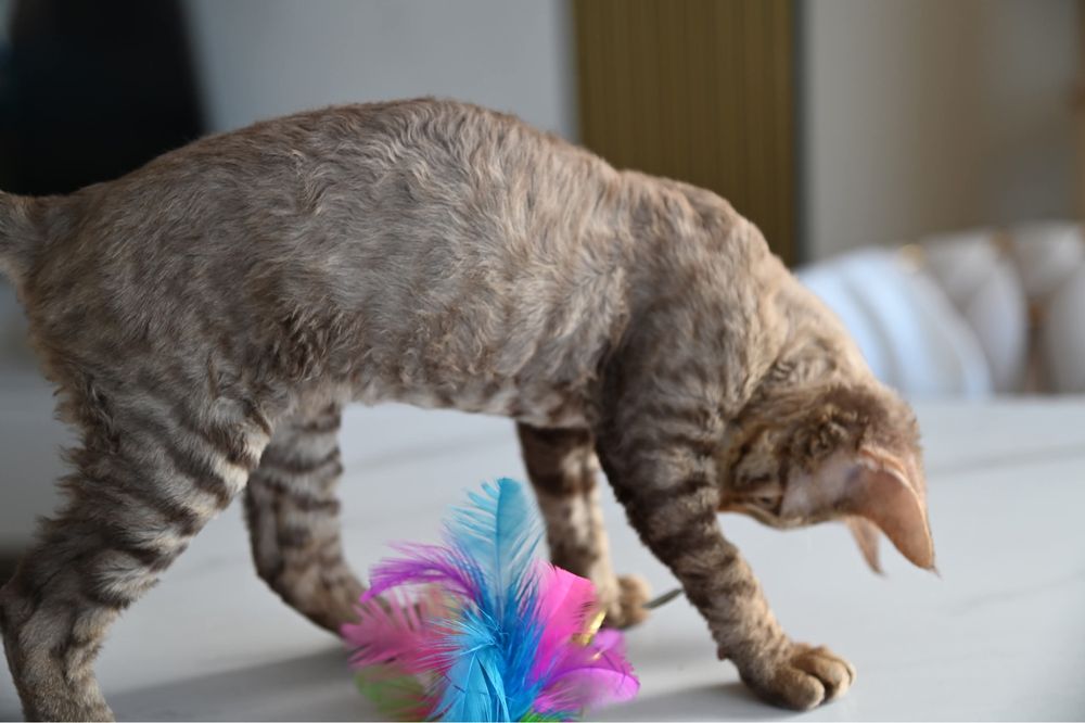 Koteczka Devon Rex Tofi