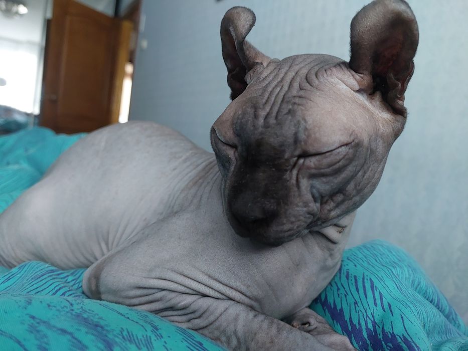 Кот Эльф на вязку